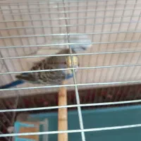 مرغ عشق .|پرنده|تبریز, |دیوار