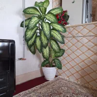 گل دیفن