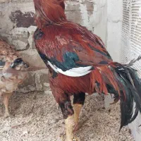 لاری|حیوانات مزرعه|ضیاء آباد, |دیوار