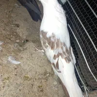 تعدادی کبوتر|پرنده|جیرفت, |دیوار