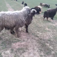 قوچ‌وشیشک‌قوچ