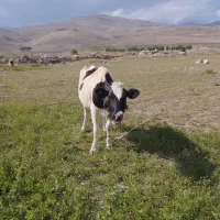 گاو شیری با گوساله ماده