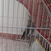 عروس هلندی نر