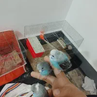 مرغ عشق نروماده و چند عدد دستی خوش رنگ