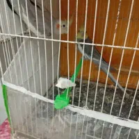 عروس هلندی|پرنده|مشهد, پنجتن|دیوار