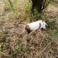 واگذاری سگ (به افراد دارای شرایط لازم)