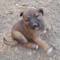 توله مالینویز نر|سگ|طرقبه, |دیوار