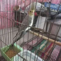 عروس هلندی