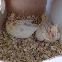 یک عدد جوجه عروس هلندی لوتینو