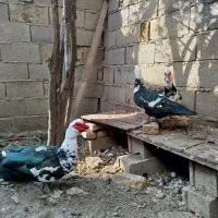 اردک اسراییلی