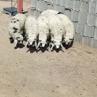 ۶عدد بره نر شیر مست چاق