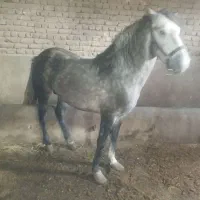 اسب نریان