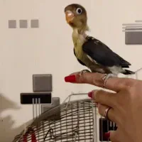 جوجه برزیلی