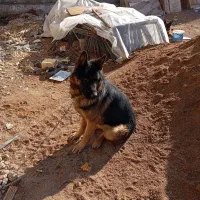 سگ ژرمن|سگ|اصفهان, توپخانه ارتش|دیوار