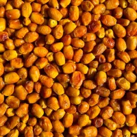 خرمای زاهدی