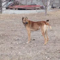 سرابی نر یک ساله|سگ|کوراییم, |دیوار