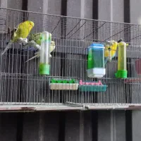 مرغ عشق مولد|پرنده|فردیس, سرحد آباد|دیوار