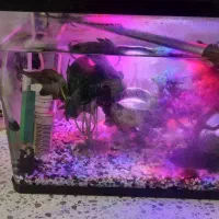 دو عدد آکواریوم سالم با تعدادی ماهی|ماهی|ری, فیروزآباد|دیوار