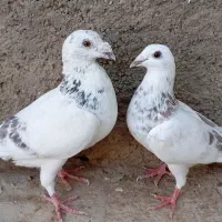 کاغذی و سار|پرنده|سبزوار, ابارش|دیوار