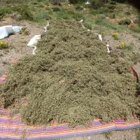 کاکوتی تازه