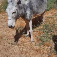 خر گم شده