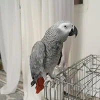 ۲ ساله ماده ۷۰ کلمه نصف قیمت