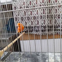 یک جفت ردفاکتوراماده جفت