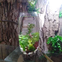 تراریوم|گل و گیاه طبیعی|قم, دورشهر|دیوار