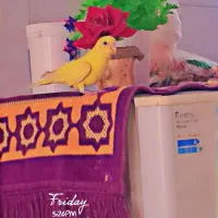 مرغ عشق|پرنده|اصفهان, شاهد|دیوار