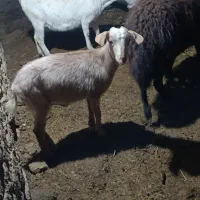 بزغاله سانن ماده  ،