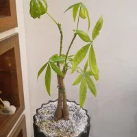 گل پاچیرا گل(درحال جوانه زدن)