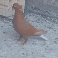 کبوتر شیرازی سرخ دم سفید