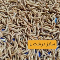 میلورم زنده ممتاز|خزنده|مشهد, وکیلآباد|دیوار