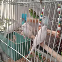 پرنده|پرنده|رباط‌کریم, رباط‌کریم|دیوار