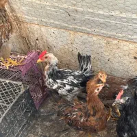 خروس بومی 6ماهه