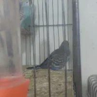 مرغ عشق دوماهه|پرنده|قرچک, زیبا شهر|دیوار