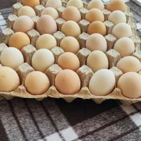 تخم غاز. و تخم مرغ