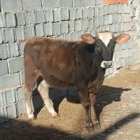 گوساله|حیوانات مزرعه|بجنورد, |دیوار