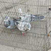 کفتر|پرنده|شیراز, کرونی(خاتونک)|دیوار