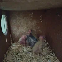 عروس هلندی مولد به همراه سه جوجه|پرنده|تهران, سبلان (لشگر)|دیوار