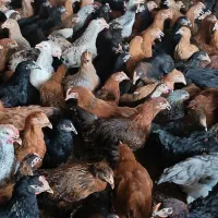 دوتک مرغ گلپایگانی جهادی  ۳ماهه ونیم