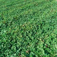 نهال توت فرنگی سابرینا 20/000/000 تومان