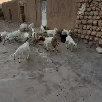 فروش فوری ۲۰ راس کهره گوشتی|حیوانات مزرعه|فارغان, |دیوار