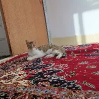 واگذاری گربه نر سالم و سرحال|گربه|کرمانشاه, |دیوار