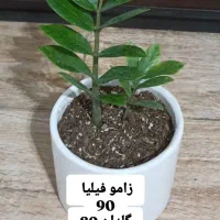 تخفیف گل و گیاه طبیعی به مدت دو روز|گل و گیاه طبیعی|خواف, |دیوار