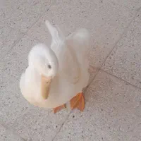 مرغابی نر
