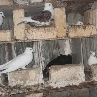 کبوتر بوشهری