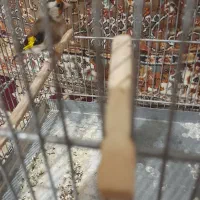 سهره ماده|پرنده|ساوه, |دیوار