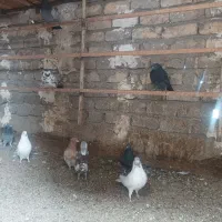 تعدادی کبوتر بومی و پلاکی بفروش می رسد|پرنده|ساوه, |دیوار