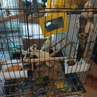 فروش عروس هلندی